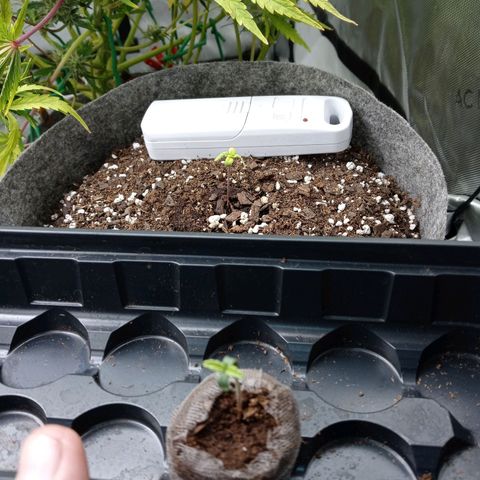 King tut 1 an 2 growlog photo: Baby tuts about 5 to 7 days old starting off strong my 1st photopeirod plants future bad bitches