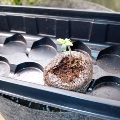 King tut 1 an 2 growlog photo: Baby tuts about 5 to 7 days old starting off strong my 1st photopeirod plants future bad bitches