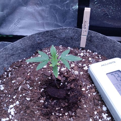 King tut 1 an 2 growlog timeline photo
