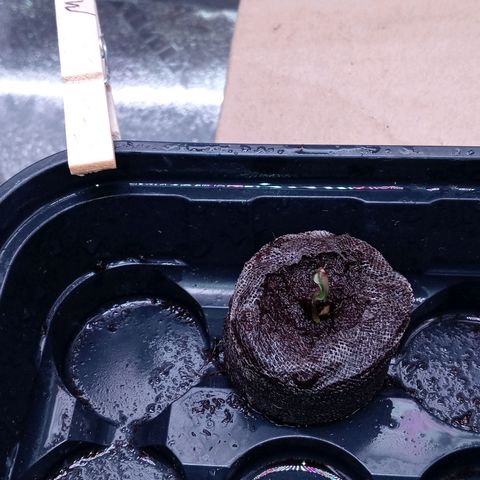 White O.G. growlog photo: White widow