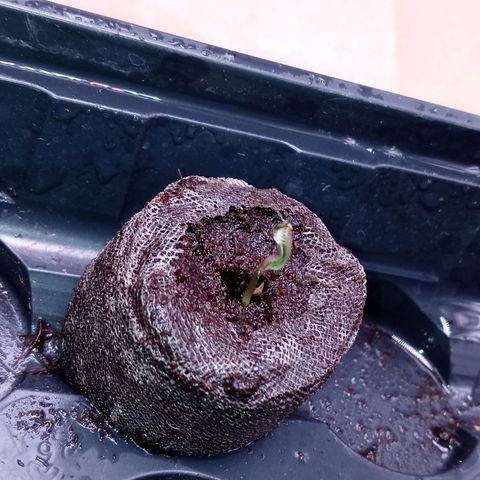White widow. Fr. seedsman growlog timeline photo