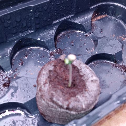 White O.G. growlog photo: Shot glass water every other day and spray daily multiple times a day
