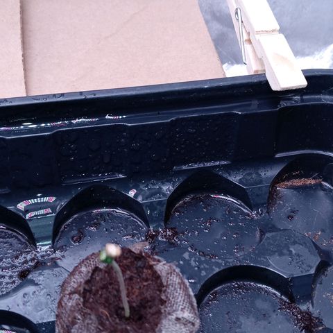 White O.G. growlog photo: Shot glass water every other day and spray daily multiple times a day