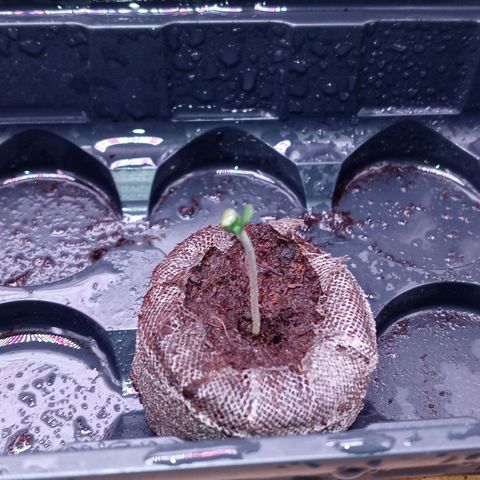 White O.G. growlog photo: Shot glass water every other day and spray daily multiple times a day