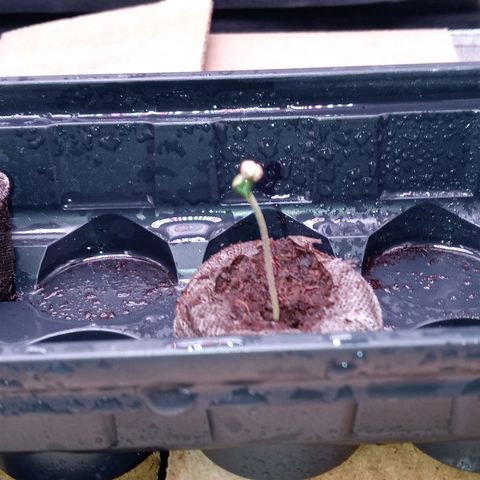 White O.G. growlog photo: Shot glass water every other day and spray daily multiple times a day