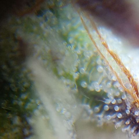 Critical 2.0 auto growlog photo: Close up