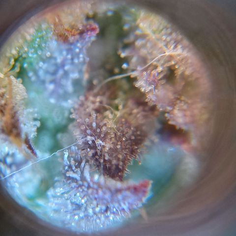 Critical 2.0 auto growlog photo: Close up