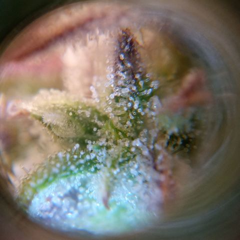 Critical 2.0 auto growlog photo: Close up