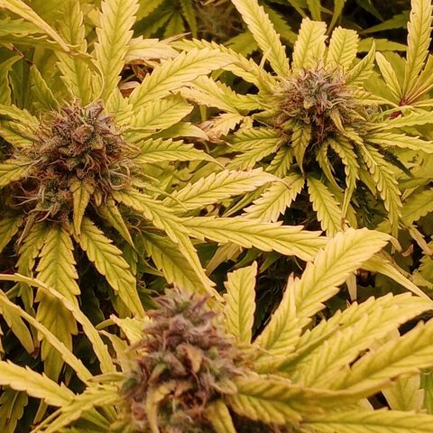 Critical 2.0 auto growlog timeline photo