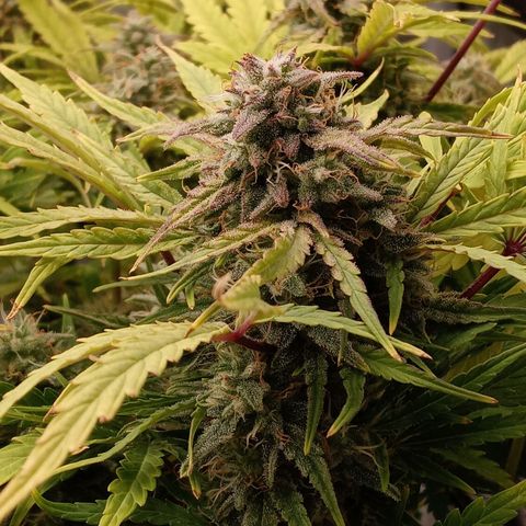 Critical 2.0 auto growlog timeline photo