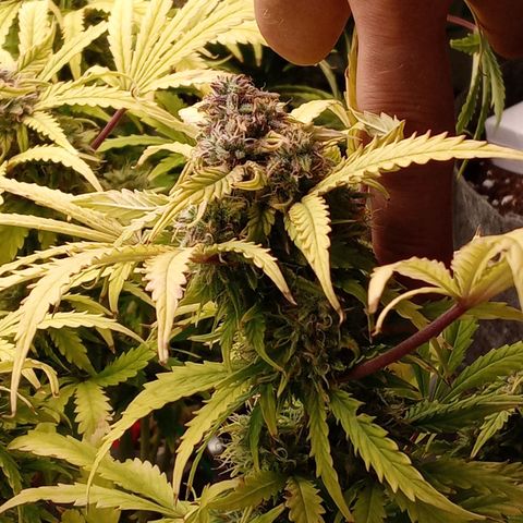 Critical 2.0 auto growlog timeline photo