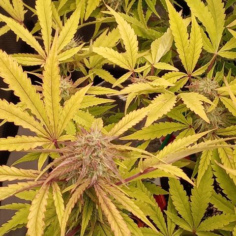 Critical 2.0 auto growlog timeline photo