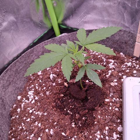 King tut 1 an 2 growlog photo: Starting 2nd node