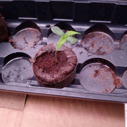 White O.G. growlog timeline photo