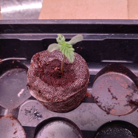 White widow. Fr. seedsman growlog timeline photo