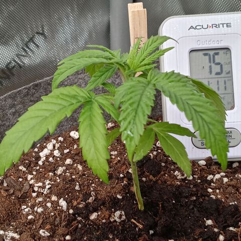 King tut 1 an 2 growlog timeline photo