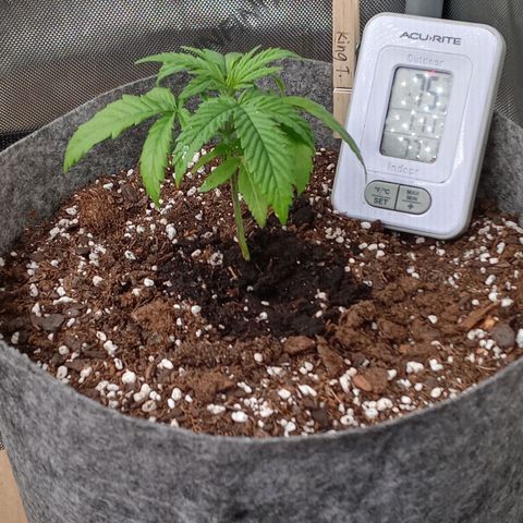 King tut 1 an 2 growlog timeline photo