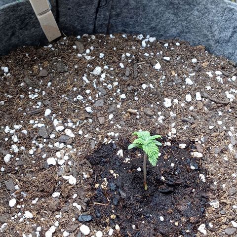 White O.G. growlog photo: Watered