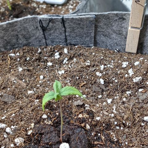 White widow. Fr. seedsman growlog timeline photo