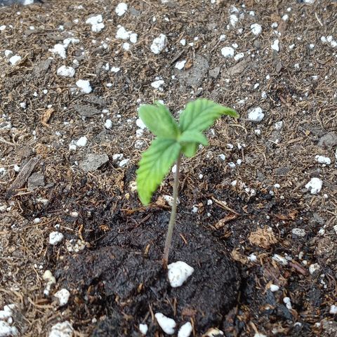 White widow. Fr. seedsman growlog timeline photo