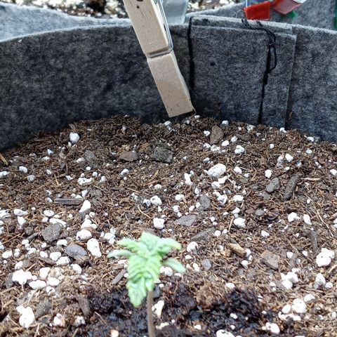 White O.G. growlog timeline photo