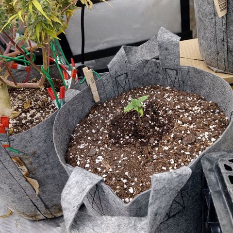 White O.G. growlog timeline photo