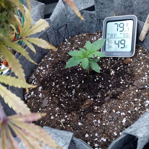 White O.G. growlog timeline photo