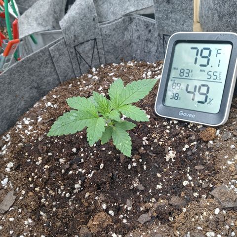 White O.G. growlog timeline photo