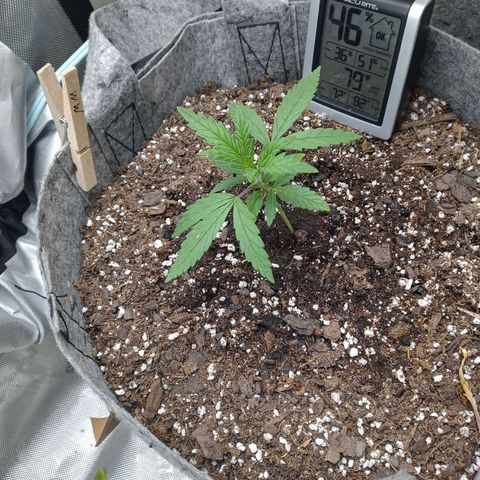 White widow. Fr. seedsman growlog timeline photo
