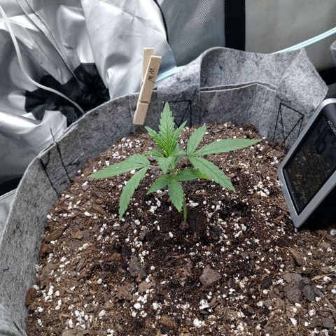 White widow. Fr. seedsman growlog timeline photo