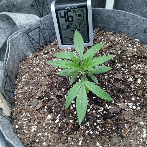 White widow. Fr. seedsman growlog timeline photo