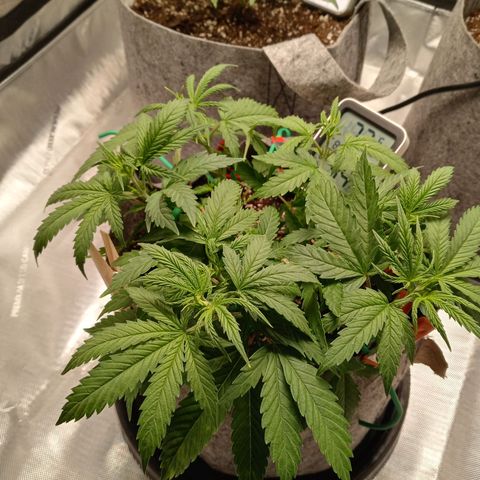 King tut 1 an 2 growlog timeline photo