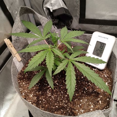 White widow. Fr. seedsman growlog timeline photo