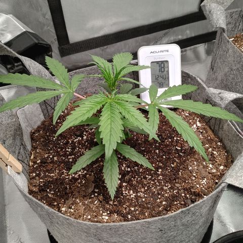 White widow. Fr. seedsman growlog timeline photo