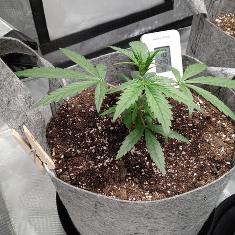 White widow. Fr. seedsman growlog timeline photo