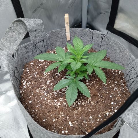 White O.G. growlog timeline photo