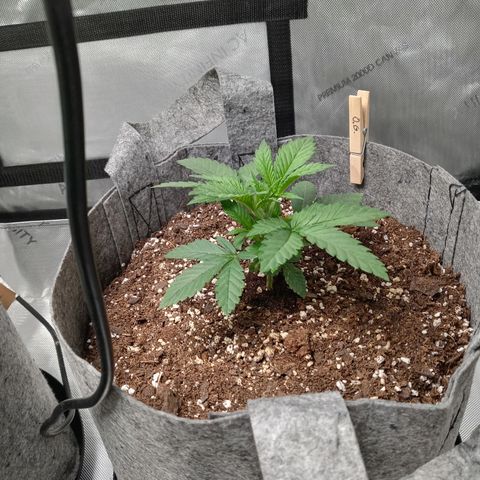 White O.G. growlog timeline photo