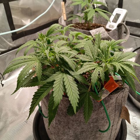 King tut 1 an 2 growlog timeline photo