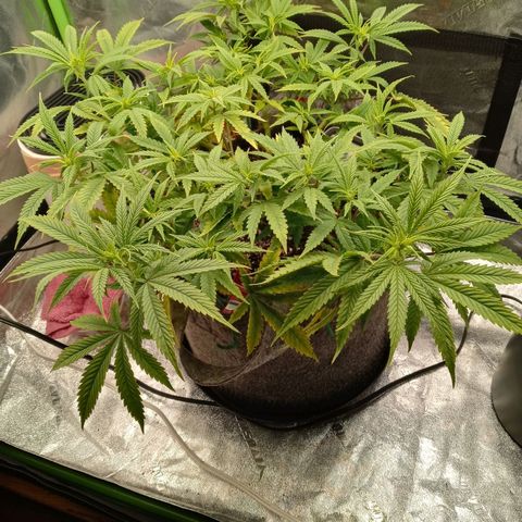 King tut 1 an 2 growlog photo: 1st week of 12 and 12