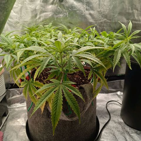 King tut 1 an 2 growlog photo: 1st week of 12 and 12