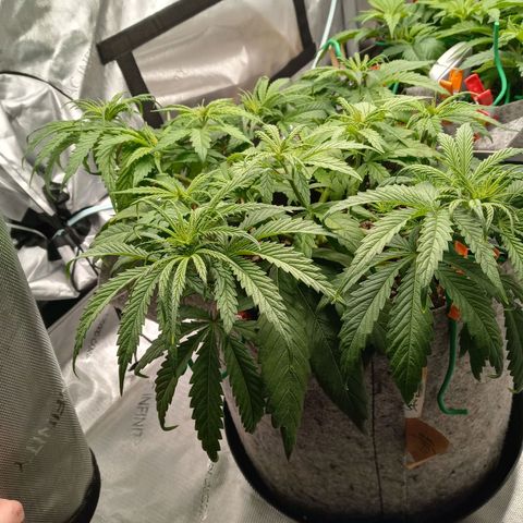 White widow. Fr. seedsman growlog timeline photo