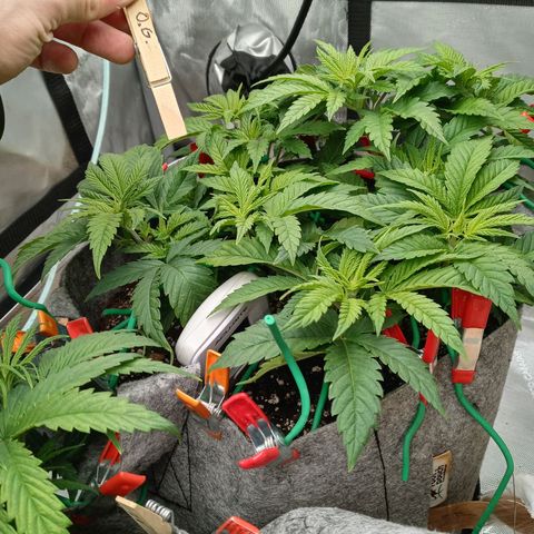 White O.G. growlog timeline photo