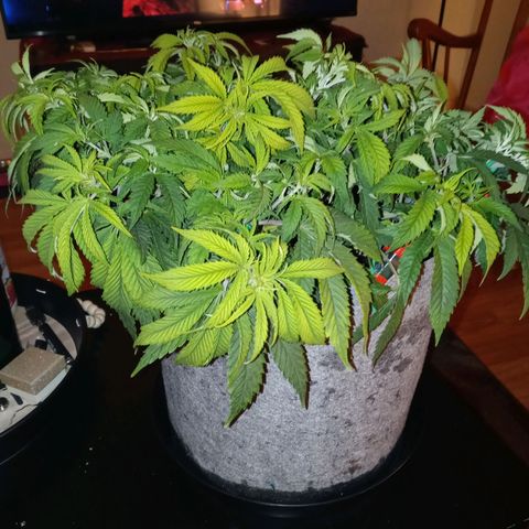 White O.G. growlog timeline photo