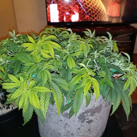 White O.G. growlog timeline photo