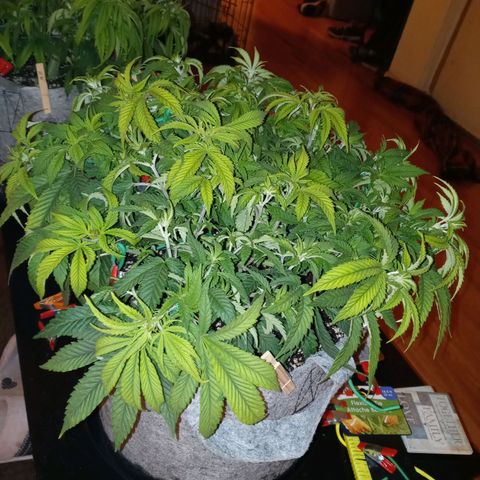 White O.G. growlog timeline photo