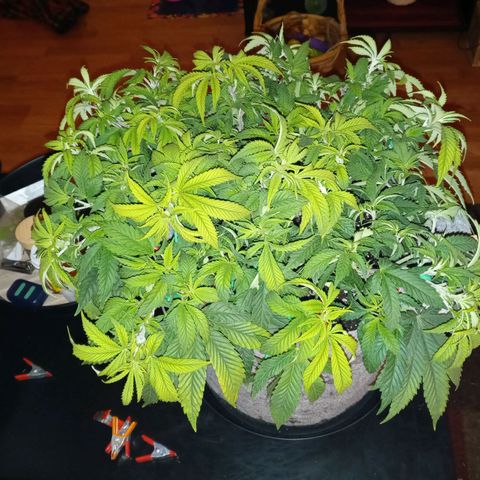White O.G. growlog timeline photo