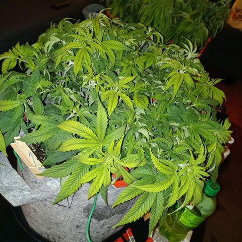 White O.G. growlog timeline photo