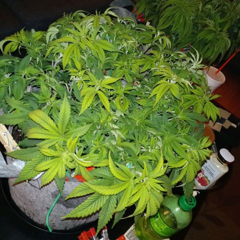 White O.G. growlog timeline photo