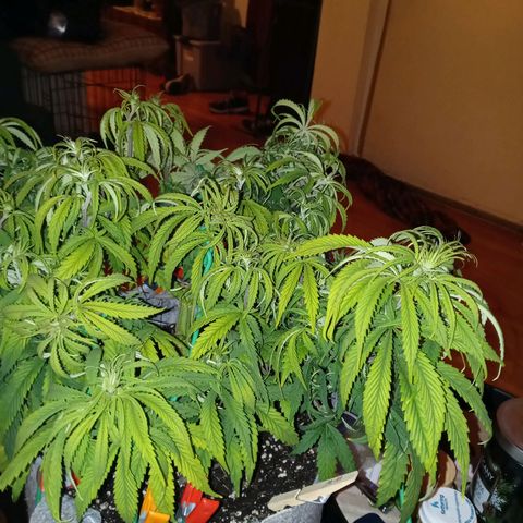 White widow. Fr. seedsman growlog photo: Day b4 flipping to flower