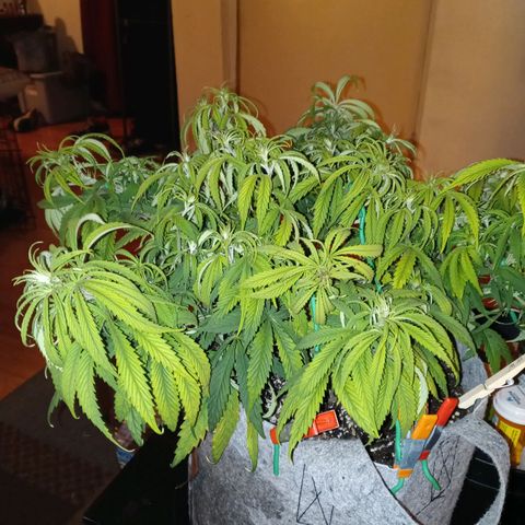 White widow. Fr. seedsman growlog photo: Day b4 flipping to flower
